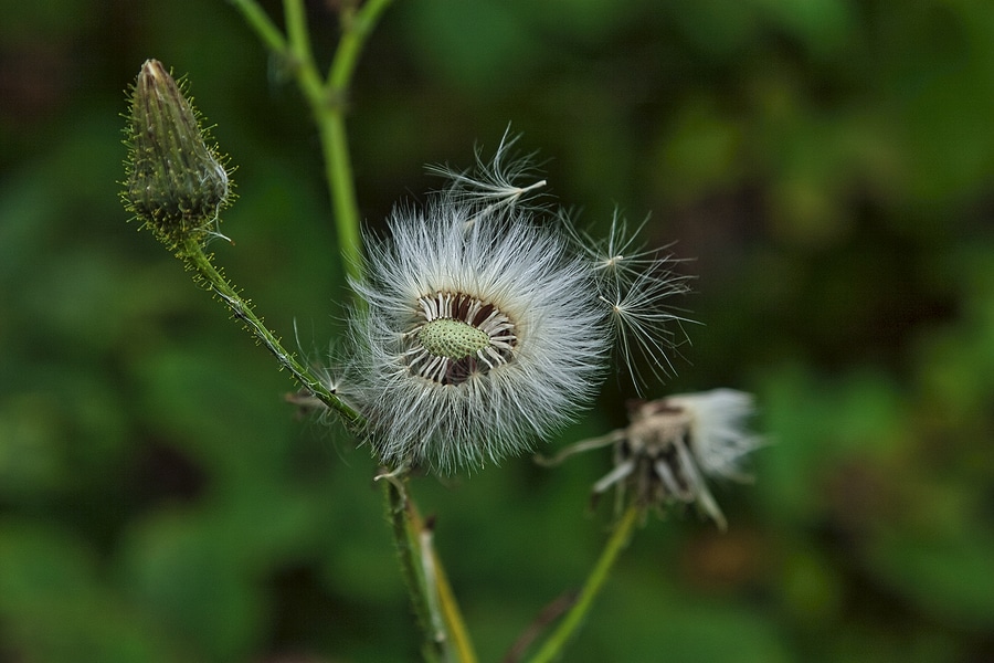 Eliminate weeds to reduce pests