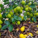 fruit tree to grow in CA