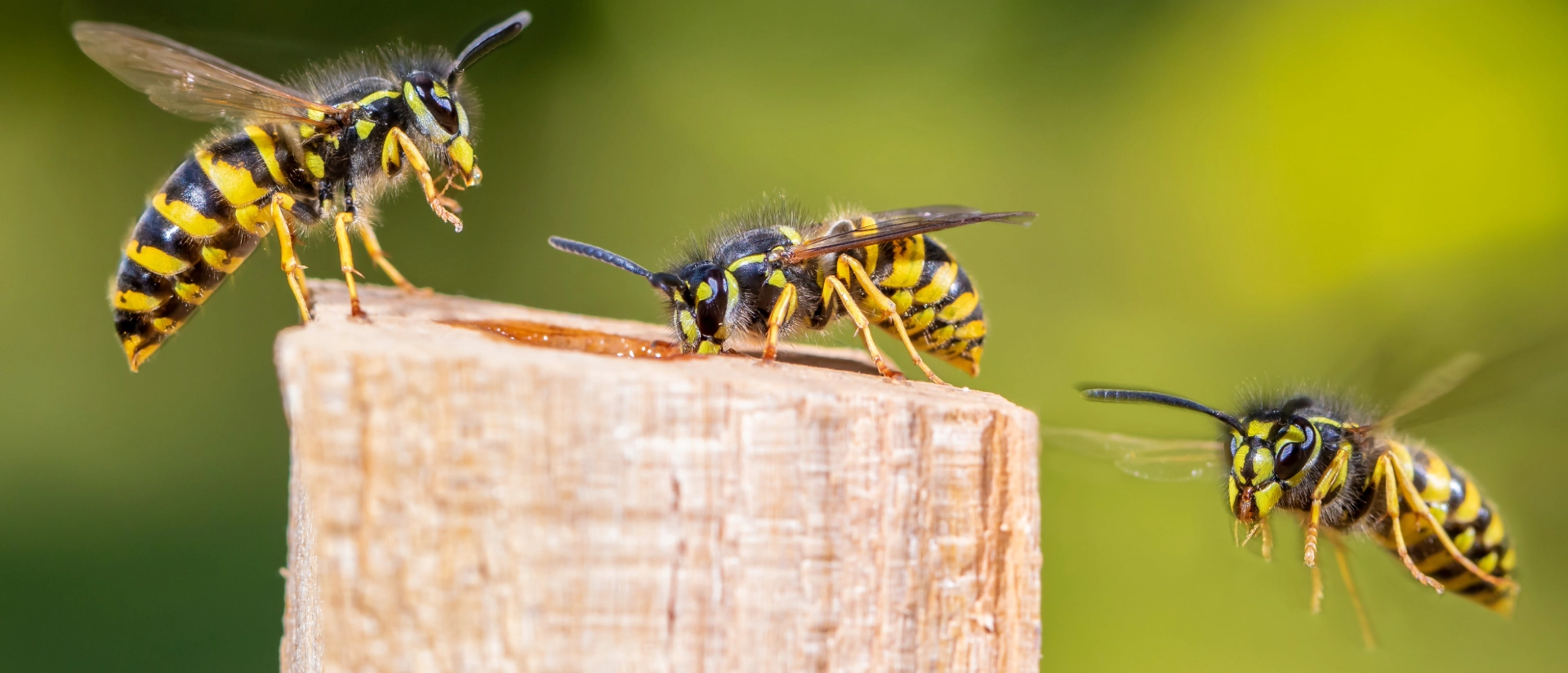 Getting Rid of Wasps Made Easy: Simple Tips for Wasp Control